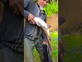 Wow! Amazing Polo Fishing Videos ! Best Big Fish Catching🐟Primitive fishing #fish #shorts #india
