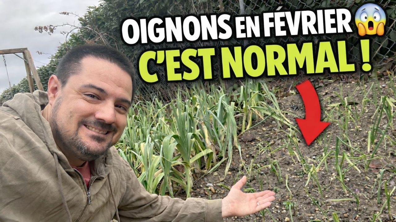 Astuce Potager : Oignons plantés en automne : que se passe-t-il en février ?