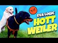 Eva playing with a rottweiler | Hottweiler | Labrador puppies funny videos | Eva logic