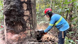 Derrubando Árvore De Jatobá e puxando com Skidder. Mafia da tora 