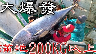 鮪魚季大爆發200KG以上大鮪魚堆滿地丨鮪魚現場切割好功夫丨屏東東港鮪魚季丨Crazy! Plenty of giant tuna