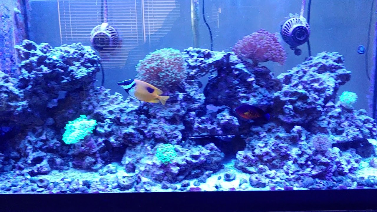 Reef Roids Experiment Part 1 YouTube