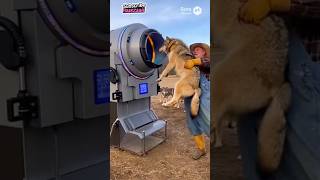 We also clone wolves in harzaaii farm🐺🤯