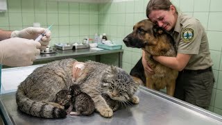 A Pallas Cat Mothers Final Sacrifice What The Shepherd Dog Did Next Changed Everything