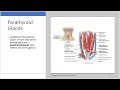 Endocrine System part 2