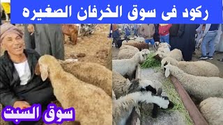 اسعار الخرفان الصغيره اليوم من سوق السبت تخيلوا بكام رغم الركود