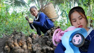 Duong harvests wild tubers and sells them - Remembering a warm time with a baby | Chúc Thị Dương