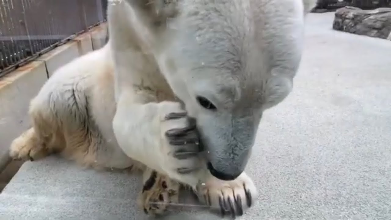 真正面に座ってくれたので爪もチュッチュッもよく見えました