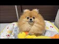 今日はみんなでむぎ配信😄皆様こんばんは🐶