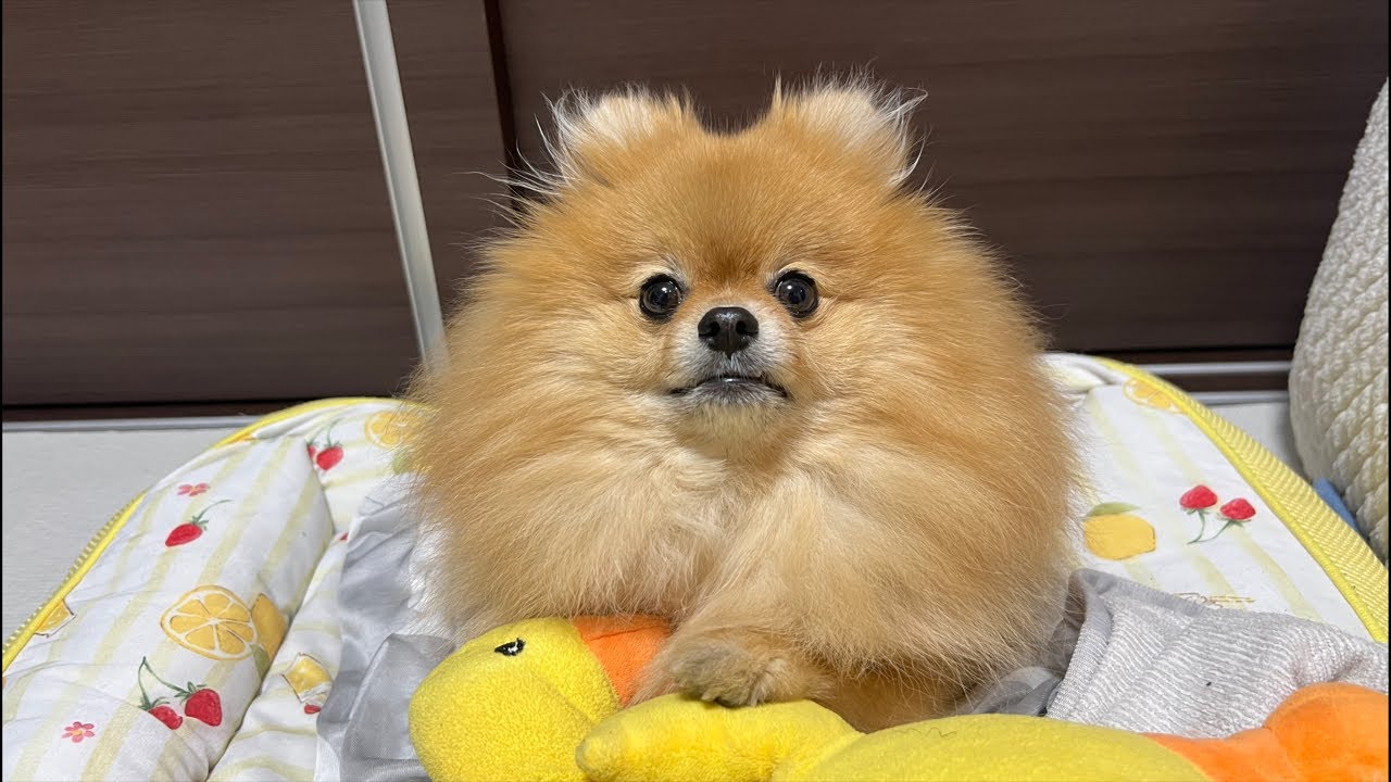 今日はみんなでむぎ配信😄皆様こんばんは🐶
