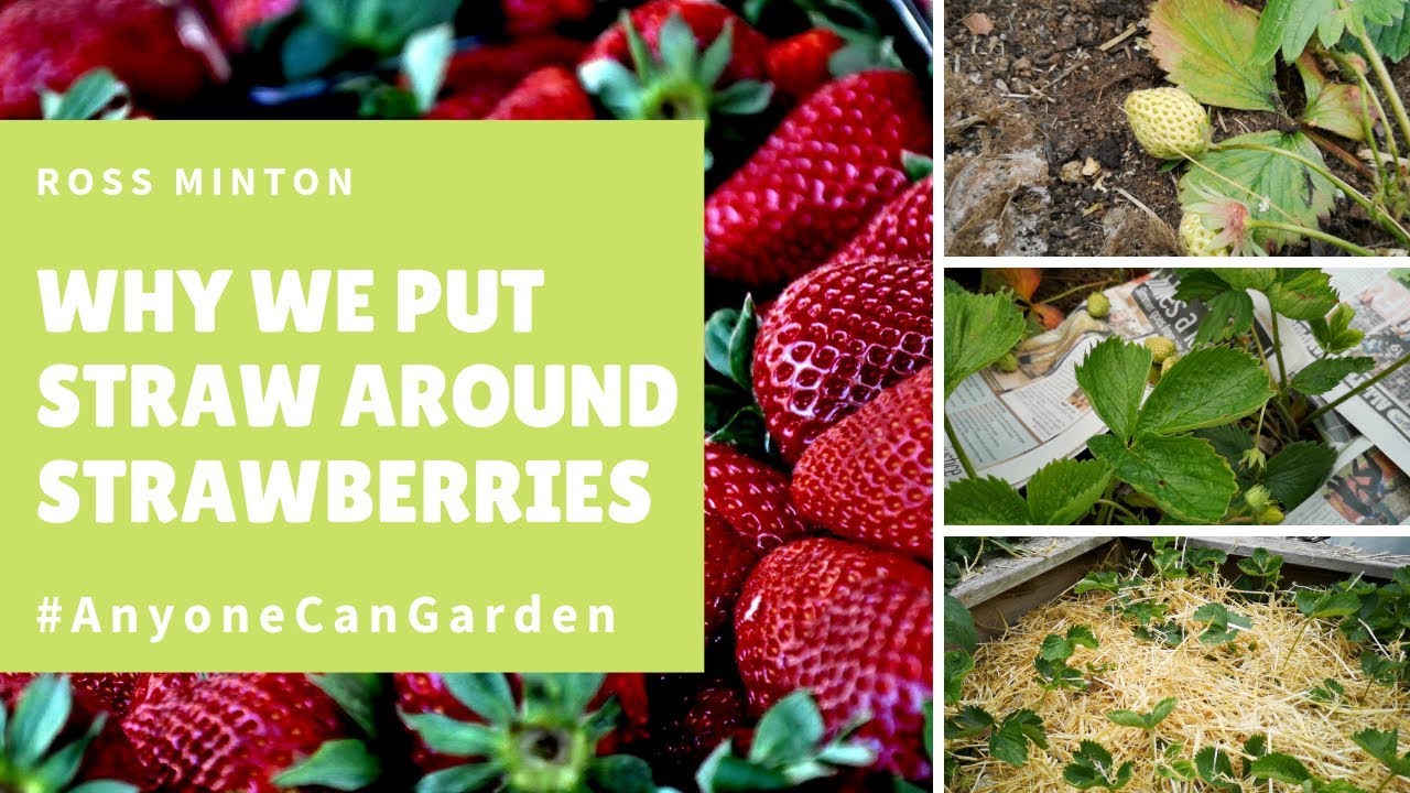 Cover strawberries with straw for the winter