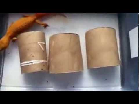 geckos for sale A good way to prevent/help MBD For Leopard Geckos