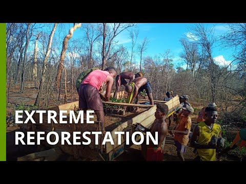 Can an NGO restore the baobabs of scorched-Earth Kirindy forest?