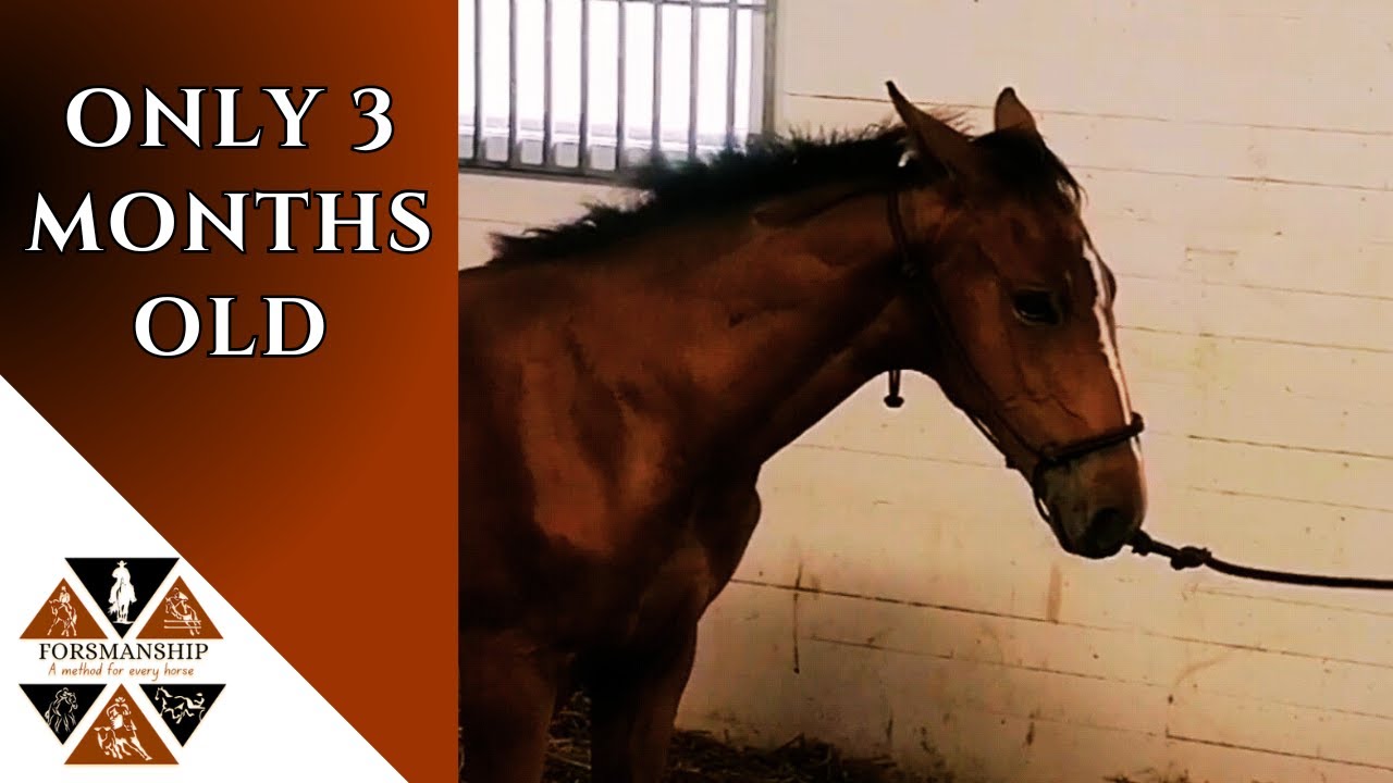Last Resort Call: Fixing Dangerous Behavior in a 3-Month-Old Foal (Real Training)
