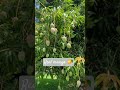 #mango#agriculture #society #farming #made_in_india#funnyvideo  #vie#reaction#farming #fruit#former