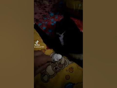 Кот зивает - YouTube