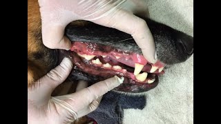 Sparkling Smiles Without Anesthesia: Canine Teeth Cleaning Revolution at Hot Diggity Dog Resort!