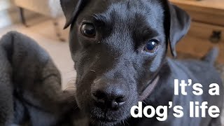 A Day In The Life Of Patterdale Terrier | Oscar