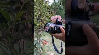 Nikon Camera Photography. P900. Macro shot flower. 🌺 #shorts #youtubeshorts #nikon Nikon Camera Photography. P900. Macro shot flower. 🌺 #shorts #youtubeshorts #nikon