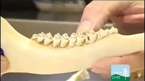 Q1 Buck Pole: How to Age a Deer