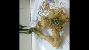 Bán 2 củ tam thất hoang rừng siêu quý hiếm