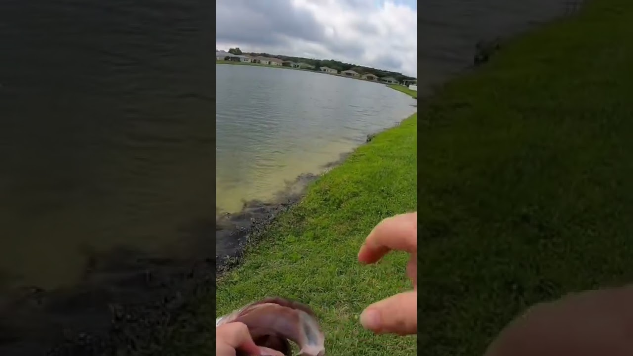 Big bass fishing the Texas rig