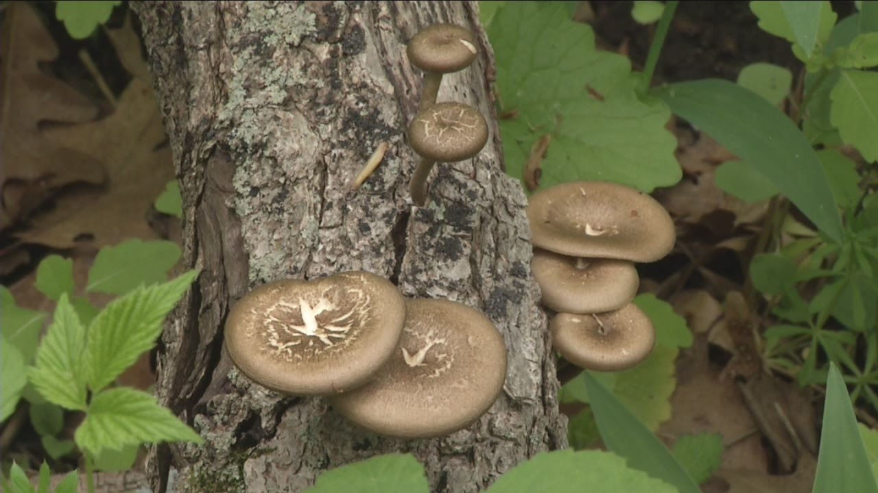 How To Tell If Wild Mushrooms Are Safe To Eat Youtube