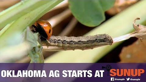 Scouting for Fall Army Worms & Stinkbugs (9/28/19)