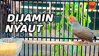 Suara Khas Pikat Prenjak Jantan, 100% AMPUH ABIS UNTUK PIKAT PRENJAK TAMU, KEPALA MERAH, LUMUT KLIK