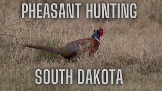 Solo pheasant hunting with no dog