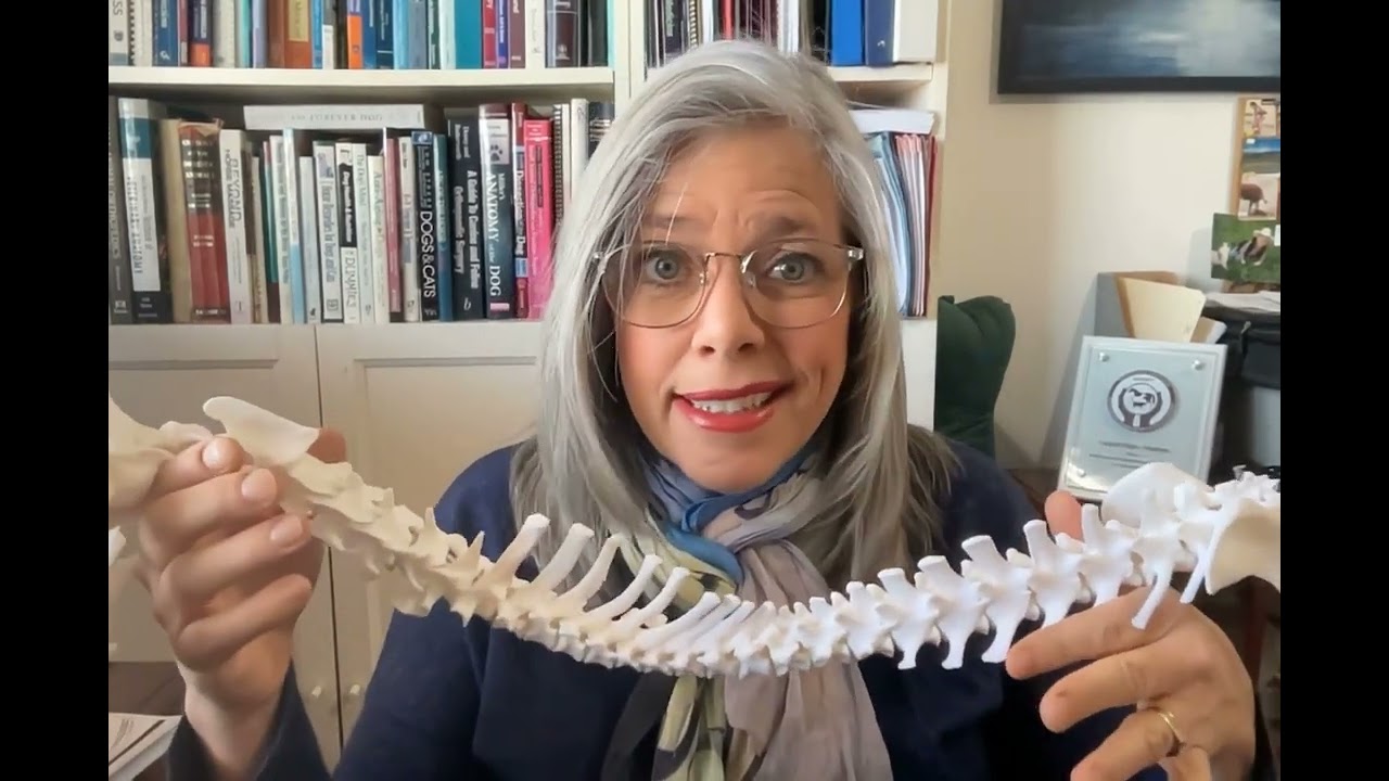 FourLegRehabMinute-AnaestheticAftermathOnSpinalIssues