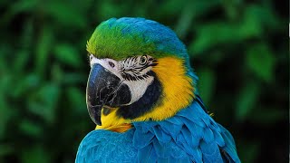 Blue and Gold Macaw | Blue and Gold Macaw sounds | Blue and Gold Macaw calls
