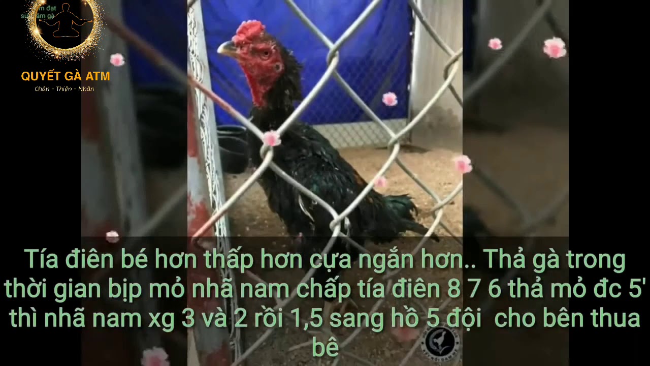 ga choi bac ninh Update 2022 Tiểu Sử Gà Chọi _ Hiền Thoại Tía Điên * Bắc Ninh *