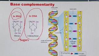 Topic 14 (BIF401 - Bioinformatics I)