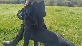 TEMEL İTAAT EGİTİMİ DERS-1 & HOLLANDA DUTCH SHEPHERD (CESUR)