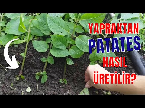 Video: Patates For Zone 9 - Zone 9 Patateslerin Bakımı Bahçede Nasıl Yapılır