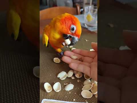Haha, I have raised a parrot for so long and it finally comes in handy. Surprisingly? Daily life