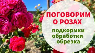 ГОТОВИМ РОЗЫ К НОВОЙ ВОЛНЕ ЦВЕТЕНИЯ. Обрезка, подкормки, эффективные обработки