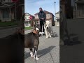 Could You Beat These Dogs in a Fight?🥊 🐕 #animals #dog #richyanimals #fyp