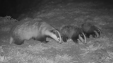 New Forest Explorers Guide - two tiny badger cubs briefly explore their surroundings