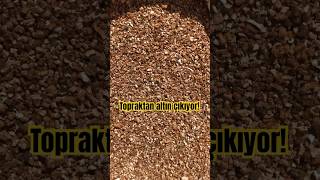 Topraktan Altın Fışkırıyor