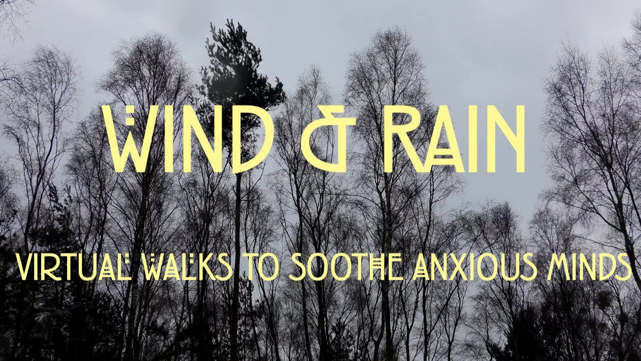 Relaxing Sounds of Wind and Rain on 4k Woodland Nature Walk in ...