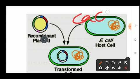 Introduction of rDNA into host cells