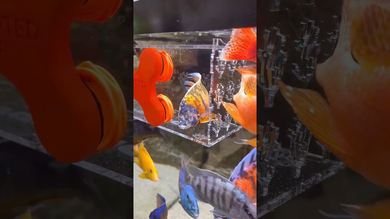 African Cichlid refuses to be a victim again! 🤷‍♂️#africancichlids #aquarium