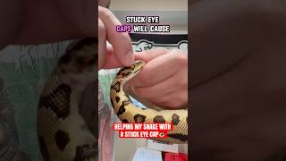HELPING my Ball Python with a STUCK EYE CAP