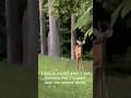 Bambino Returns 🦌 #nature #deer #bucks #animals