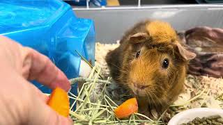 Making friends with two abandoned guinea pigs