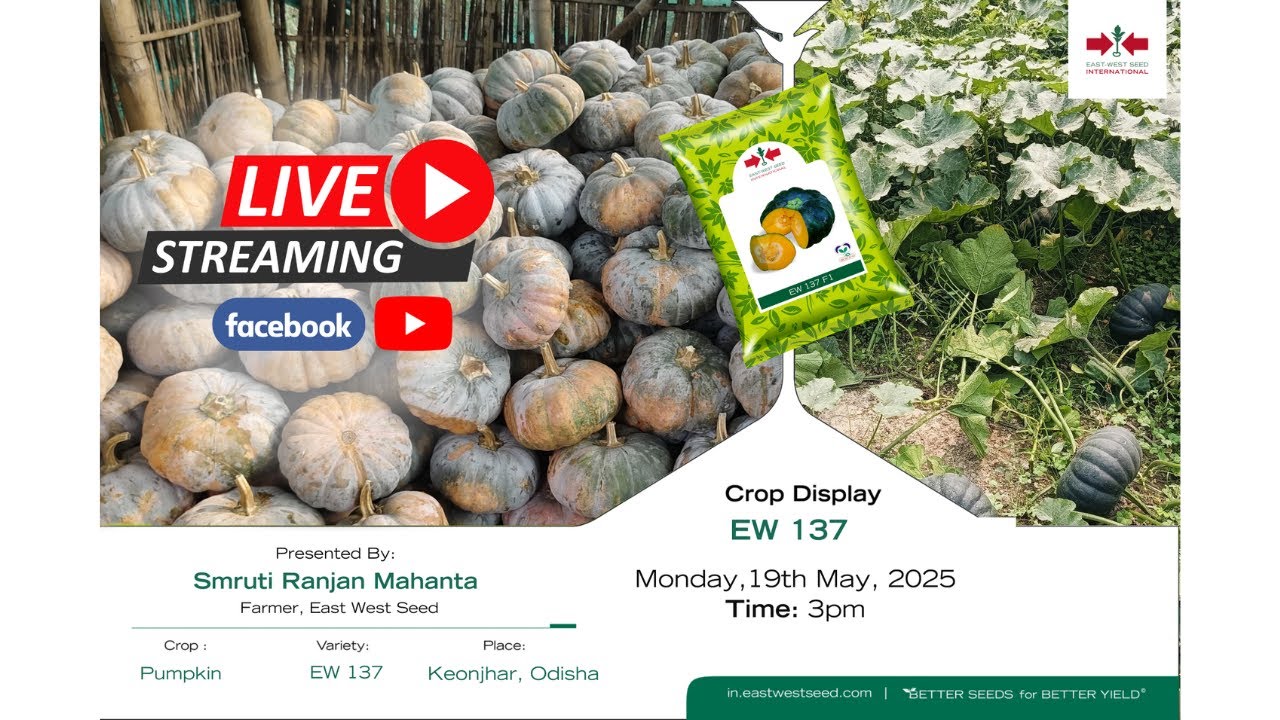 Pumpkin EW 137 Live | Keonjhar, Odisha