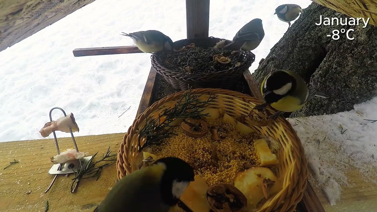 Birds at the bird feeder