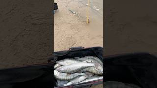 Жор Судака на резинку 💯#kazakhstan #fish #fishing